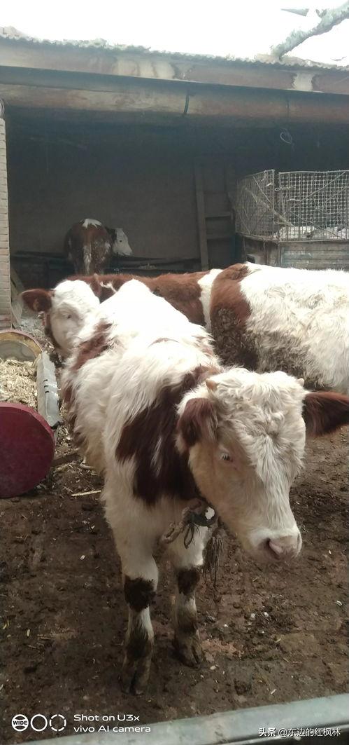 国产牛牛在线,创新游戏体验,引领休闲娱乐新潮流